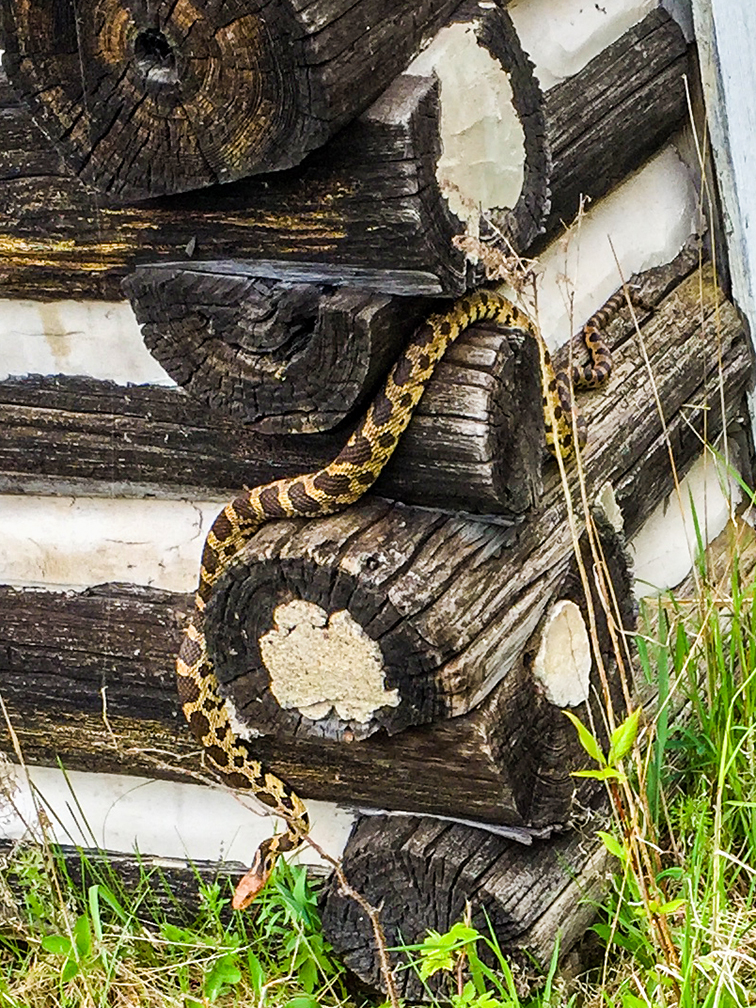 Fox Snake at Toft Point State Natural Area in Bailey's Harbor Door County