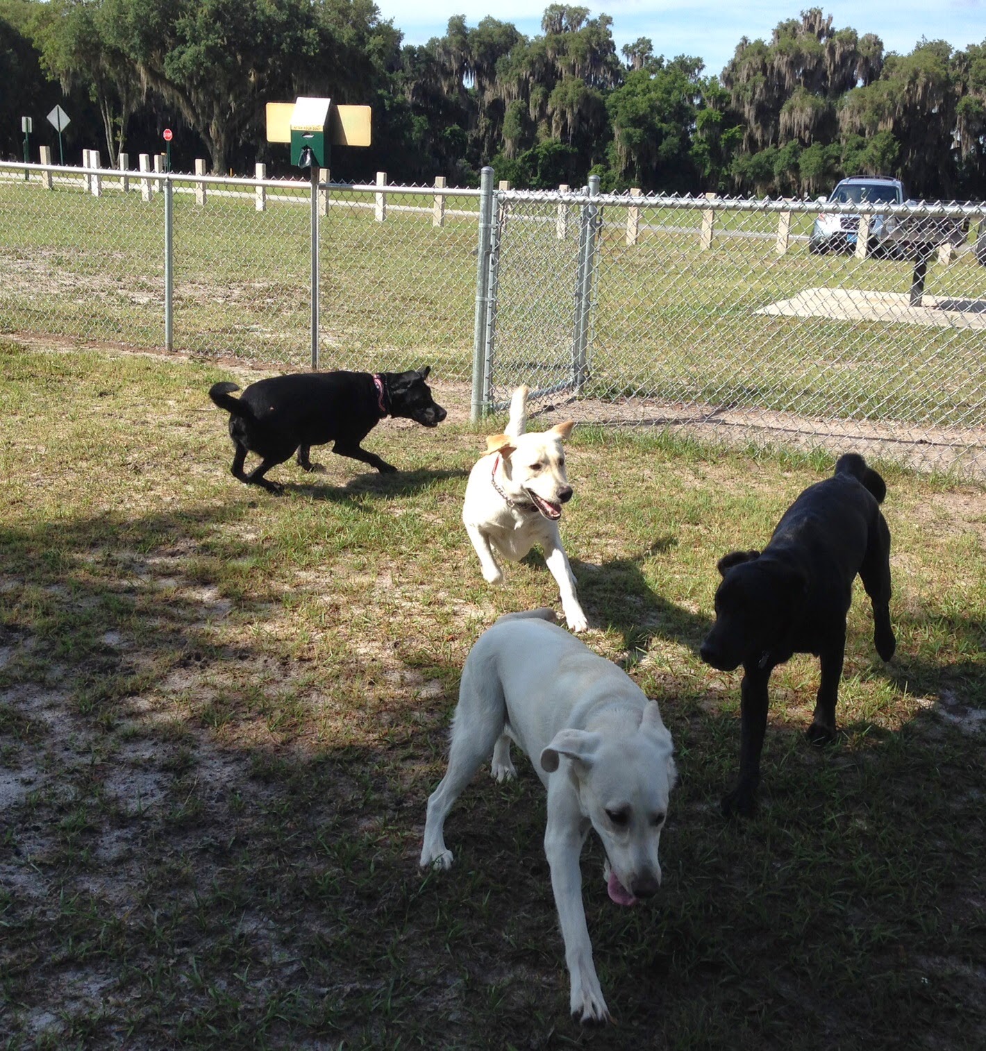 TriCounty Guide Dog Puppy Raisers " LAKE OKAHUMPKA STATE PARK"