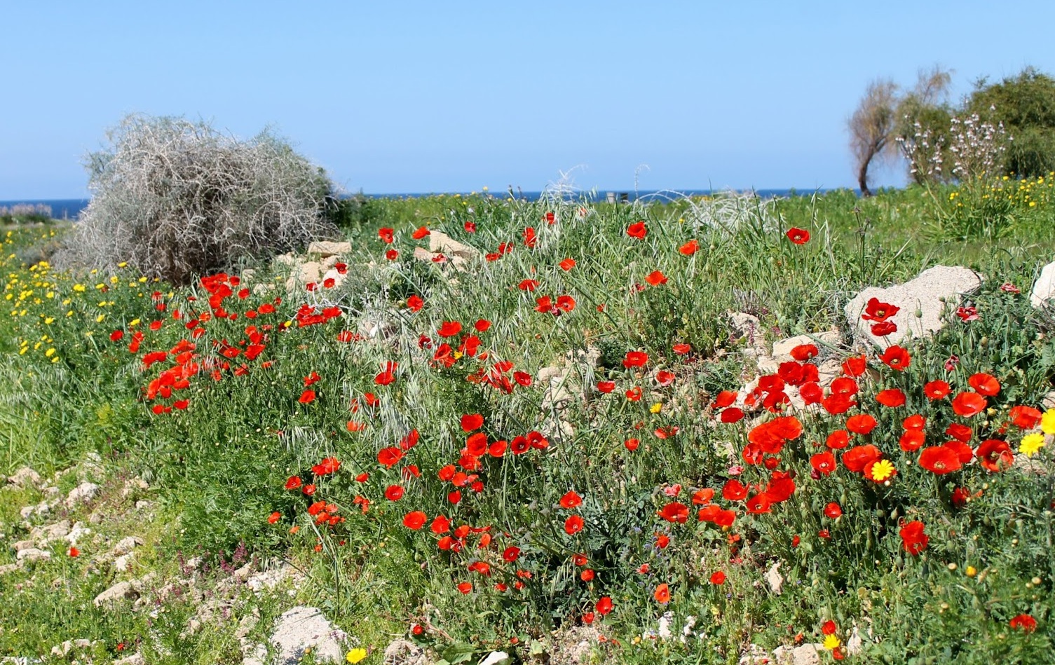 Весна на кипре