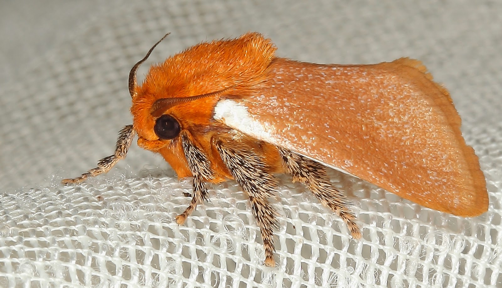 BunyipCo A Couple of Nice Moths