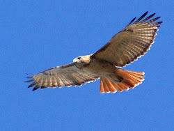 birding wildlife watching se texas nominate birds think would which