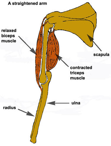 muscles antagonistic muscle work straightened biologi panitia forearm moves downwards