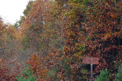 oaks in autumn