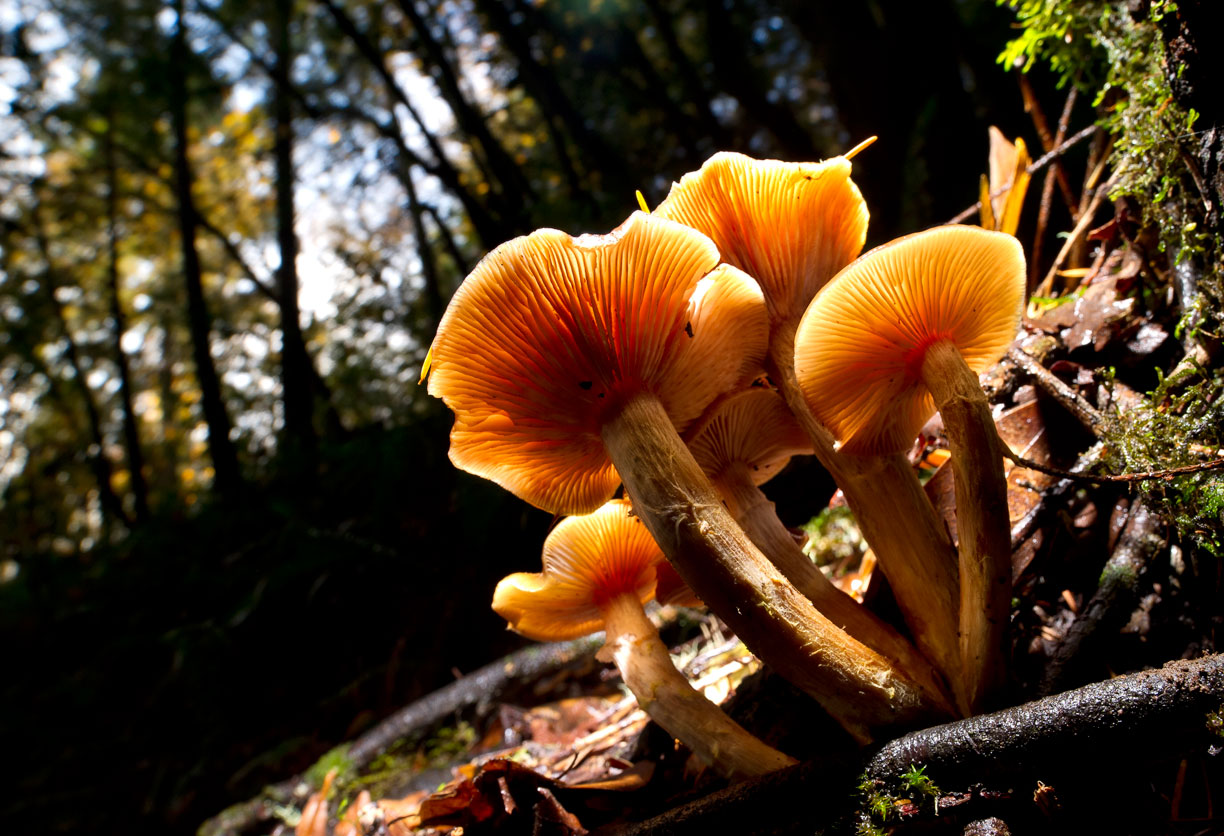Robin Loznak Photography Oregon mushroom season
