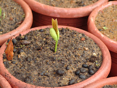 A germinação do feijão de porco