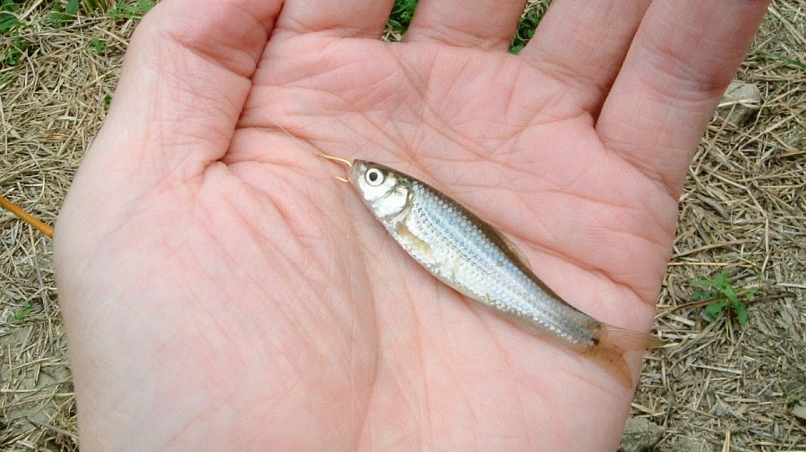 Paddle Freaks Outfitter モツゴ モロコ フナ はじめての魚釣り