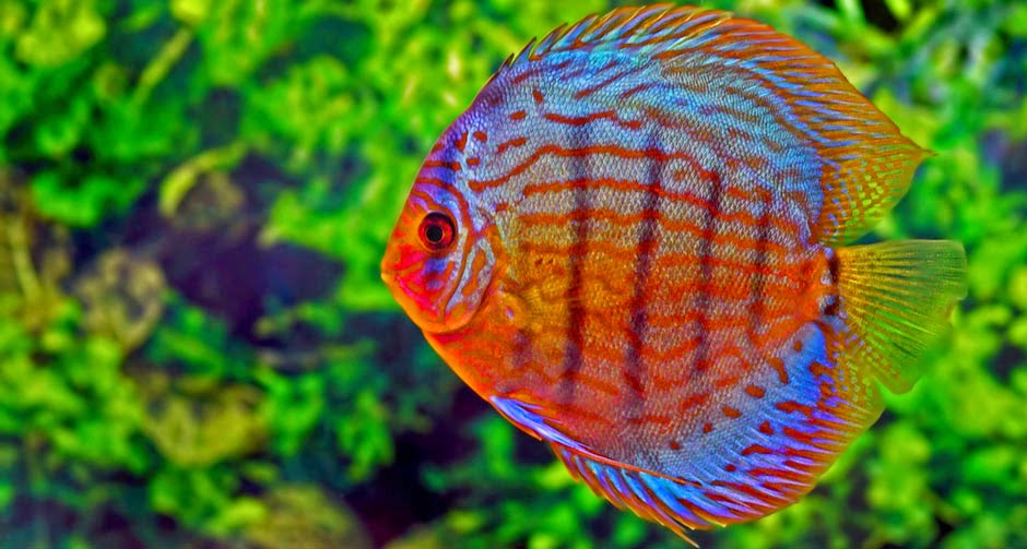 Exports in Sri Lanka Ornamental fish featuring notably in 14 percent