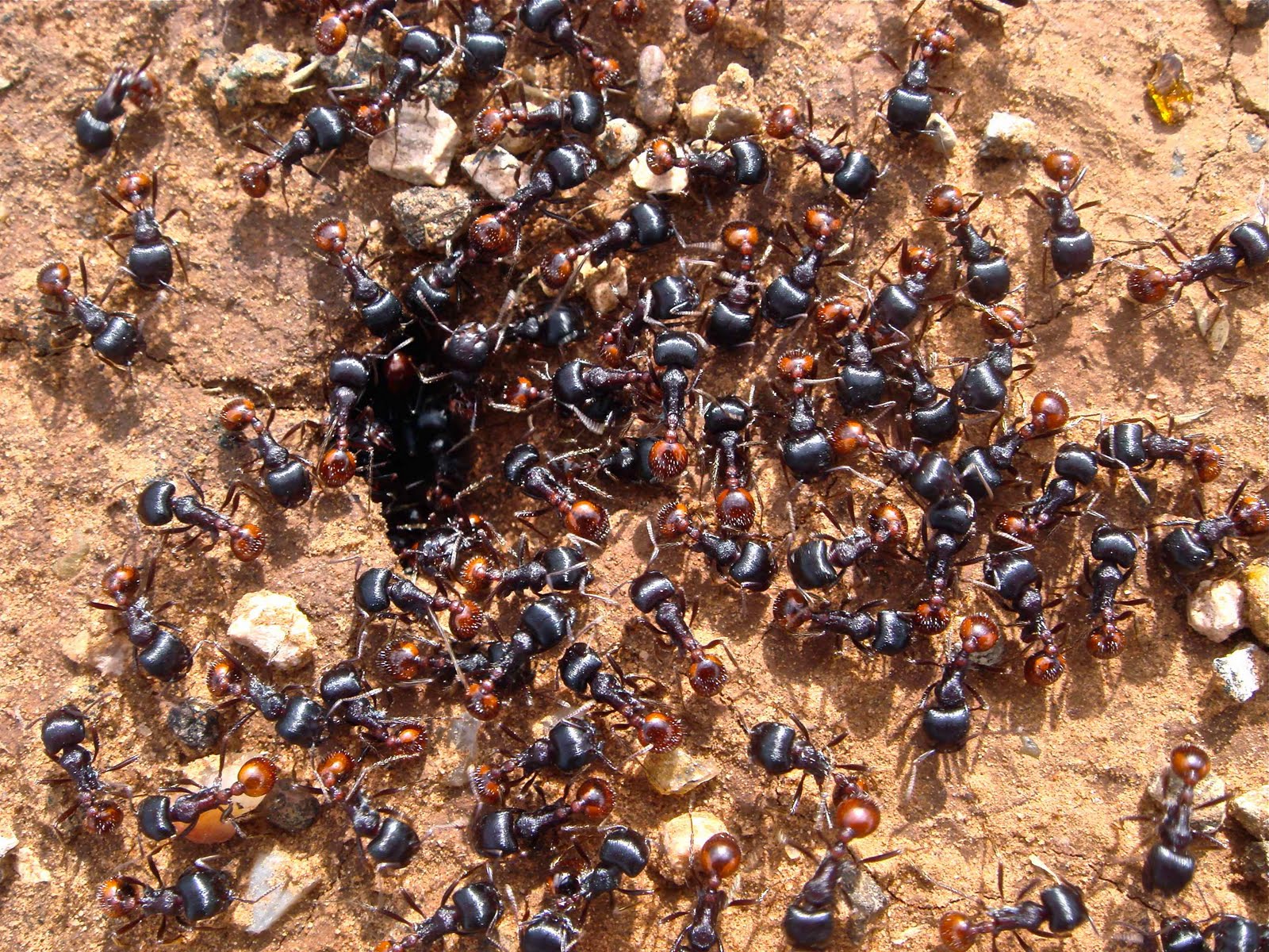 Сонник муравьи много. Муравьи колония Муравейник. Колония кочевых муравьев. Фараоновые муравьи Муравейник. Стая муравьев.