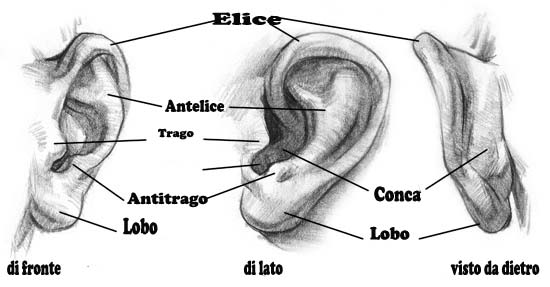anatomia-orecchio