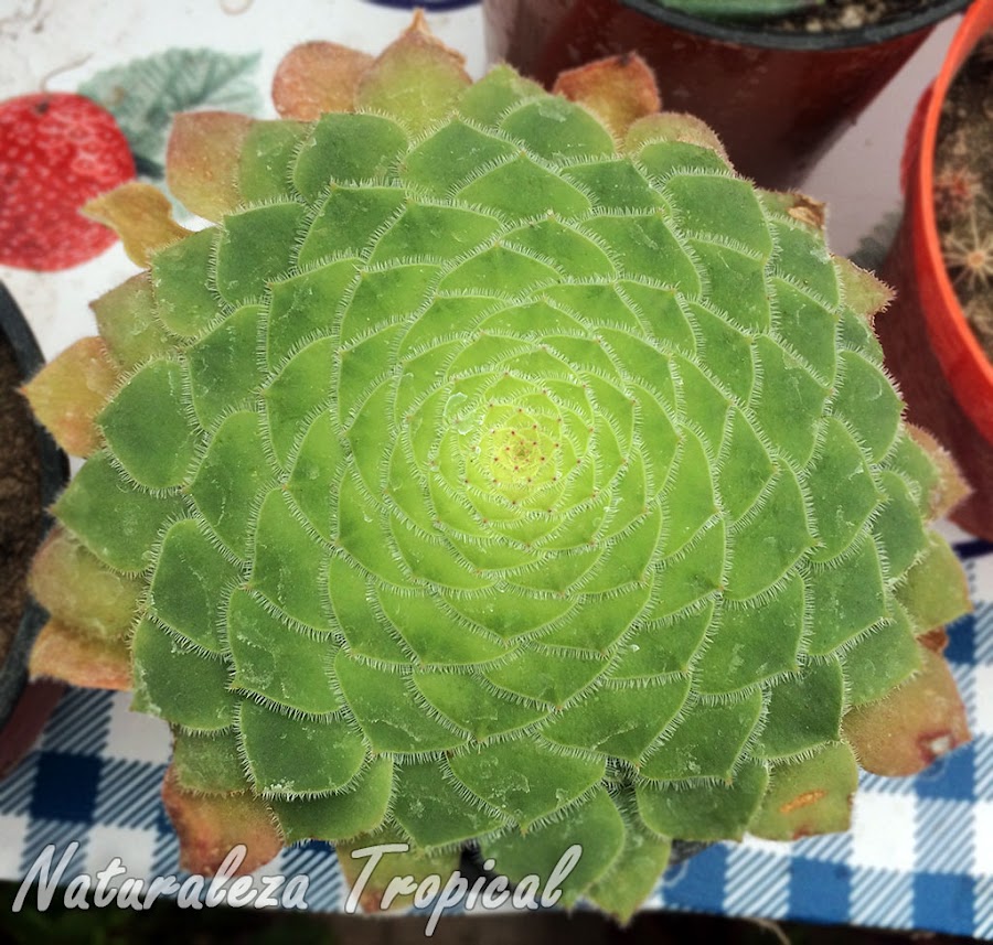 Vista de la roseta de hojas típica de la planta suculenta 