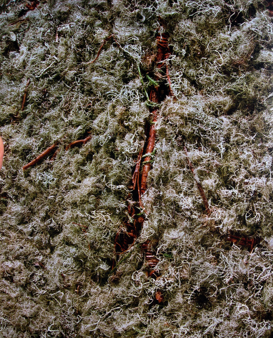 modernist aesthetic Rebecca Belmore