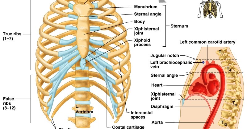 THE HUMAN RIBS