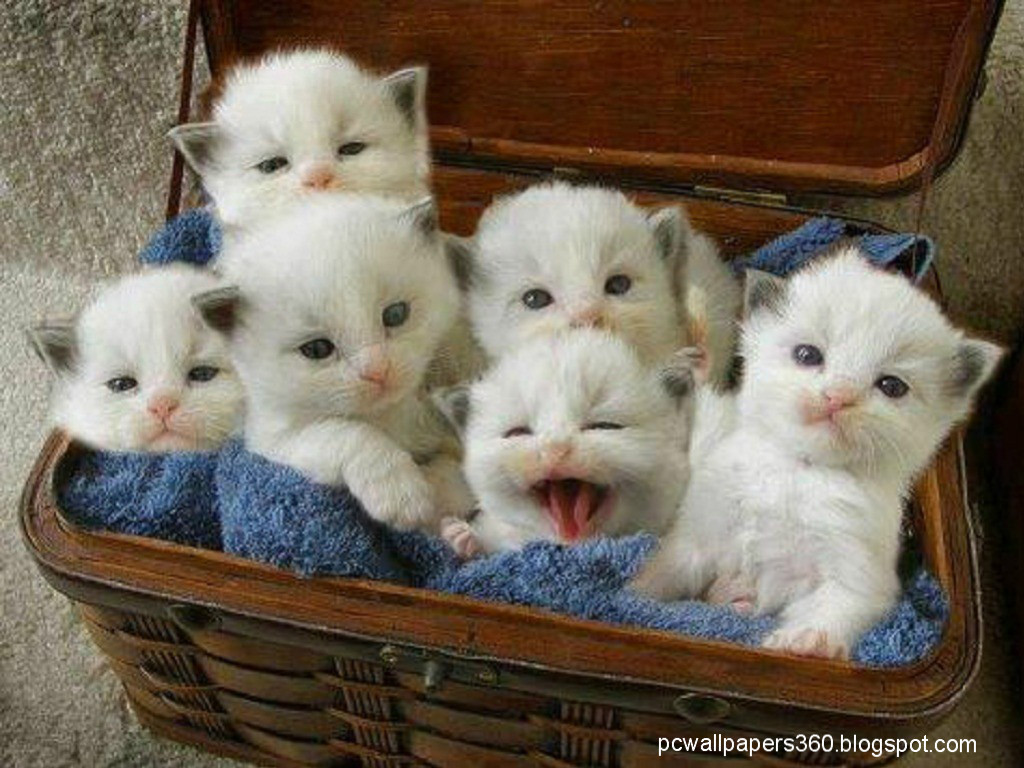 PC Wallpapers: Animal wallpapers (Cute Cats)