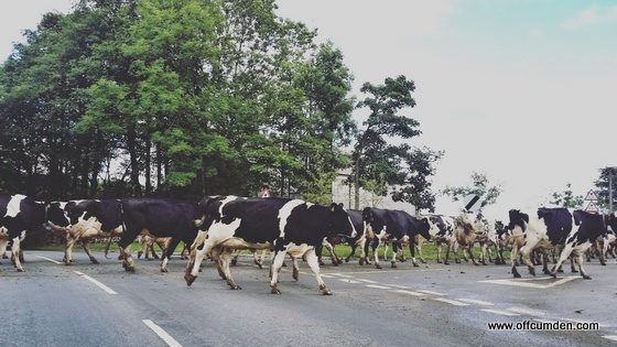 Countryside traffic jam