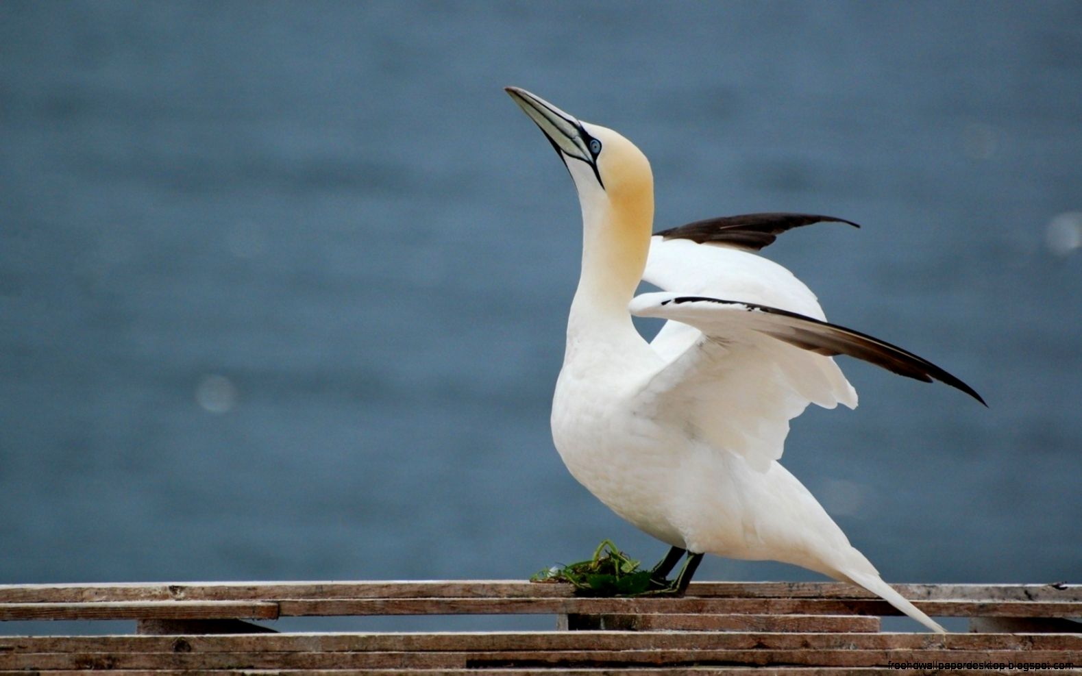Seabird Gannet