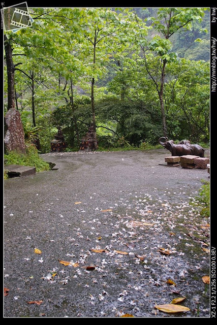 2013-04-12 基隆二日遊(3)十分瀑布-台灣的尼加拉大瀑布_這裡也是滿地的油桐花呢！                       