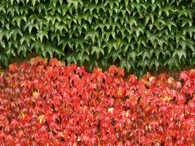 red and green leaves growing on an Aberfeldy wall