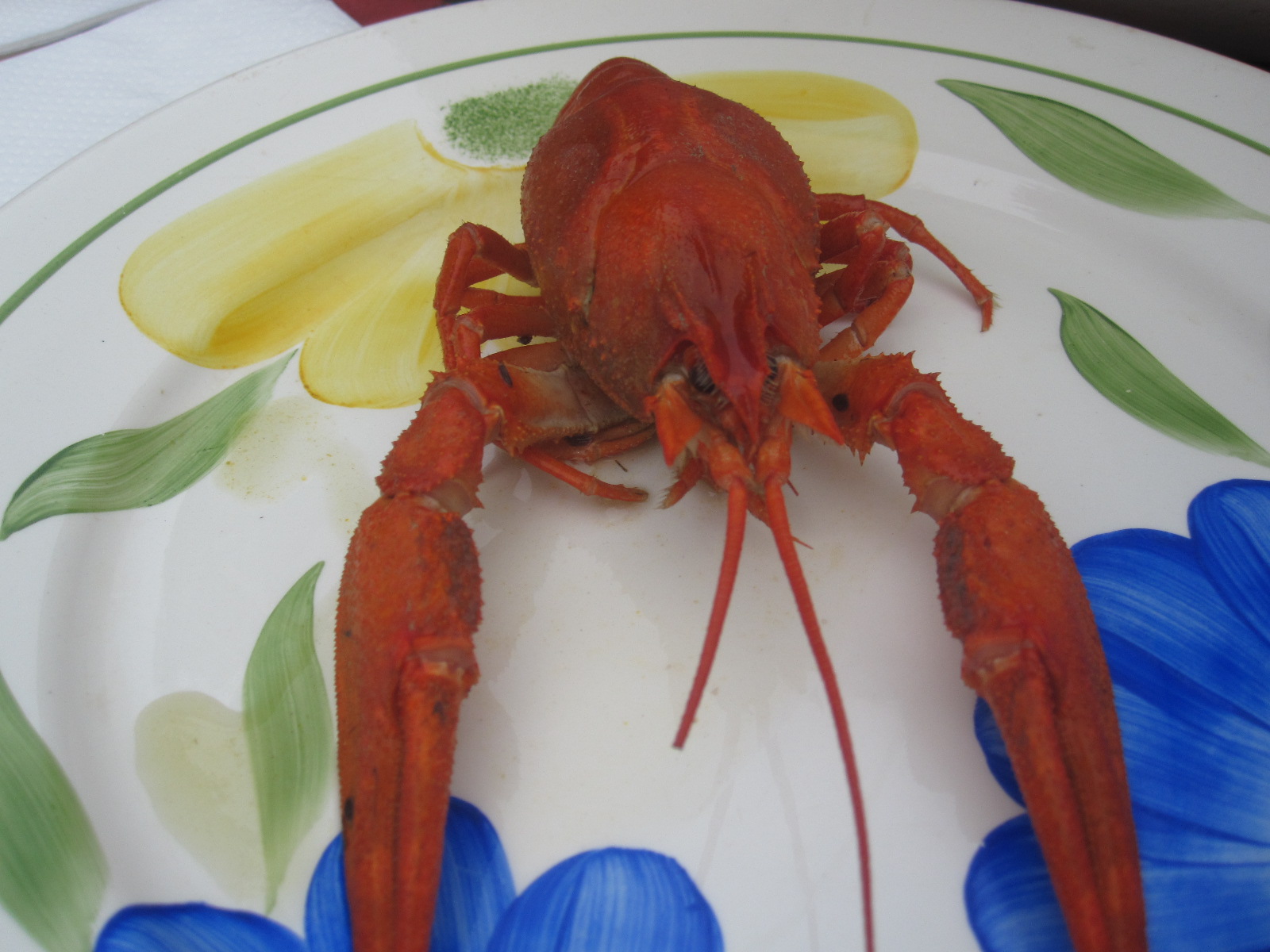 Плюсы и минусы всех знаков гороскопа. Самый опасный знак зодиака. Рачки домашние животные. Чем питаются рачки. Рачки водоемов обитатели пруда.