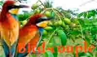 Cara Ampuh Menjinakkan Burung Liar