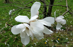 magnolia, white magnolia