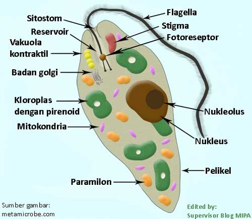 Struktur tubuh protista mirip tumbuhan