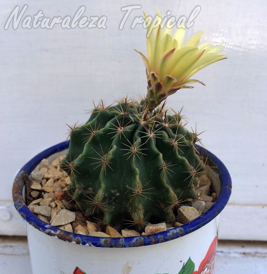 Vista del cactus Erizo en flor, Thelocactus setispinus