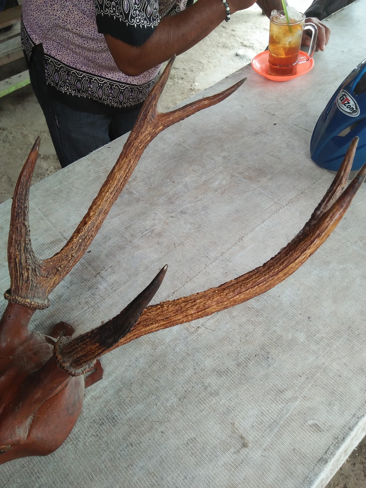Kolektor Medan Jual Tanduk dan Kepala Rusa