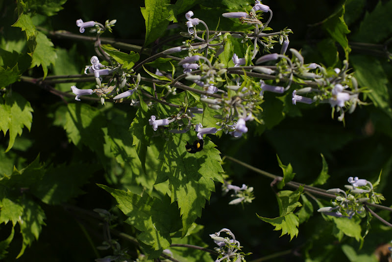 Plant Class Clematis heracleifolia var. davidiana