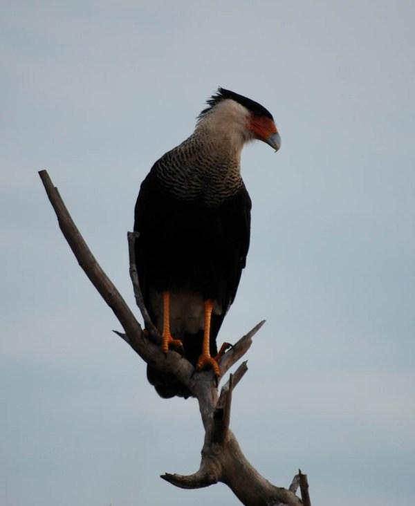 fauna salvaje : region orinoquia