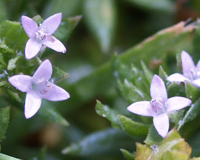 Flores lila pálido de Sherardia arvensis)