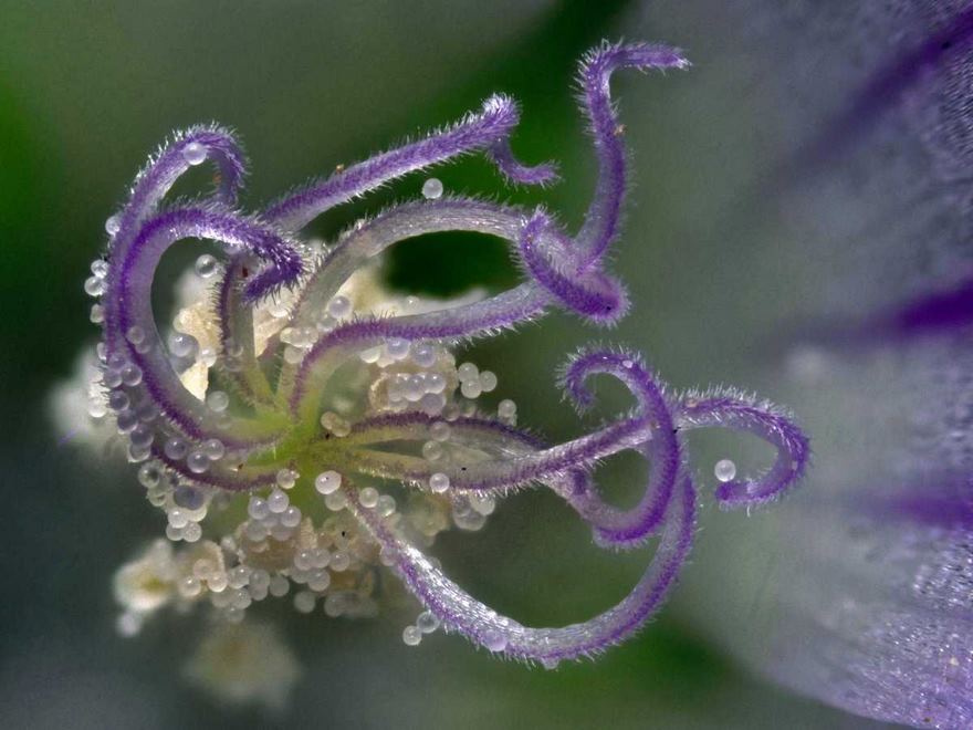 2016 Nikon Macro Photo Contest Winners Show The World Like You’ve Never Seen Before - Wildflower Stamens