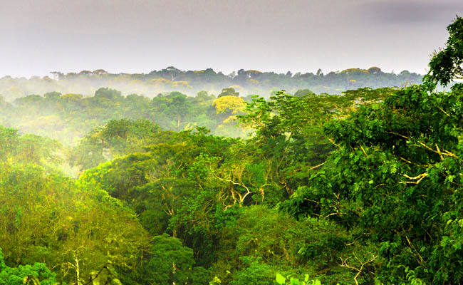 Negara dengan Hutan Terluas di Dunia