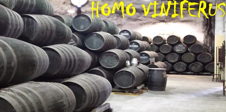  HOMO VINIFERUS                        