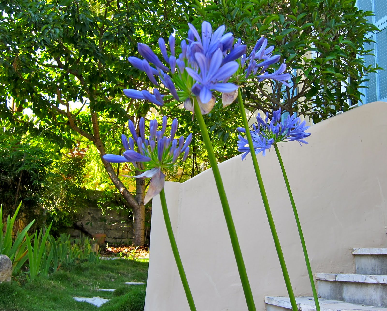 Mary M. Payne: Agapanthus Magnificentia