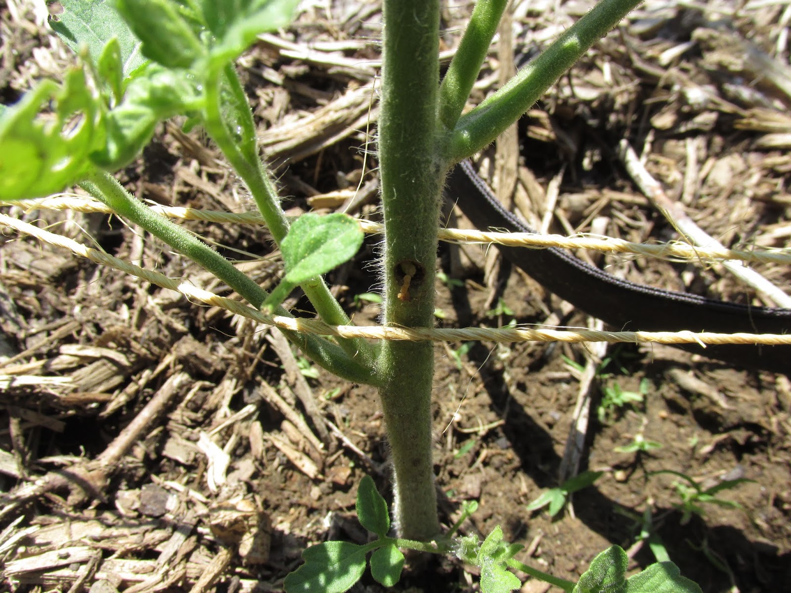 Kentucky Fried Garden Squash Vine Borer Nearly Kills Tomato
