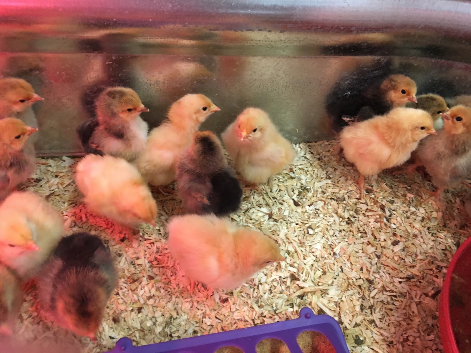 The Backyard Barnyard Feed Store Chick Buying Guide Part 2 Choosing