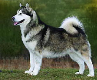 Anjing Wolf Anjing Wolf