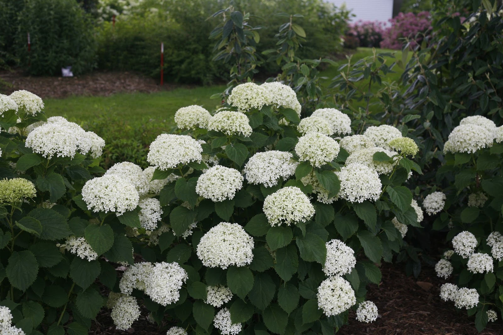 Three Dogs In A Garden The New Dwarf Hydrangeas