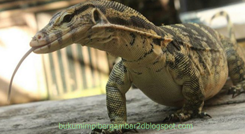 24 Mimpi biawak togel 4d