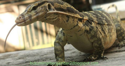 Angka Mimpi Biawak 2d 3d 4d Bergambar Dalam Buku Mimpi Buku Mimpi Bergambar