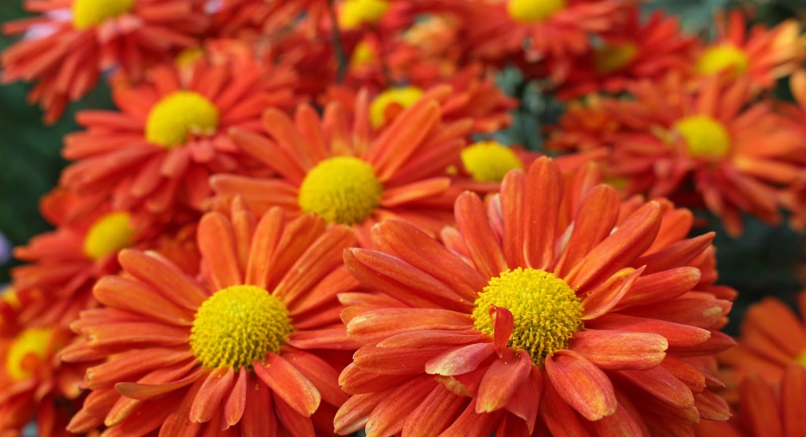 sconzani Chrysanthemums for Mother’s Day