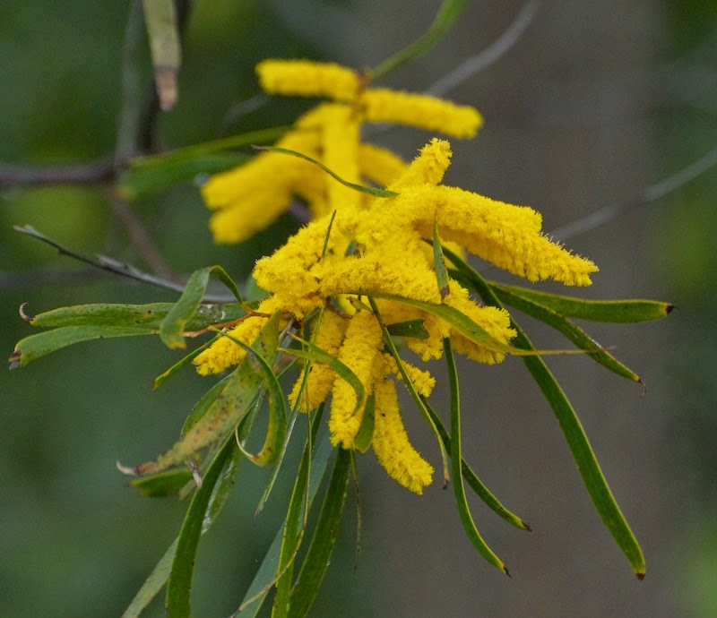 A Wandering Naturalist: Australia: Stirling Range Retreat