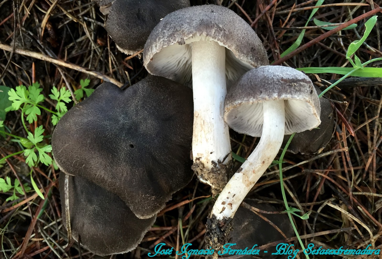 Setas Extremadura Tricholoma Terreum