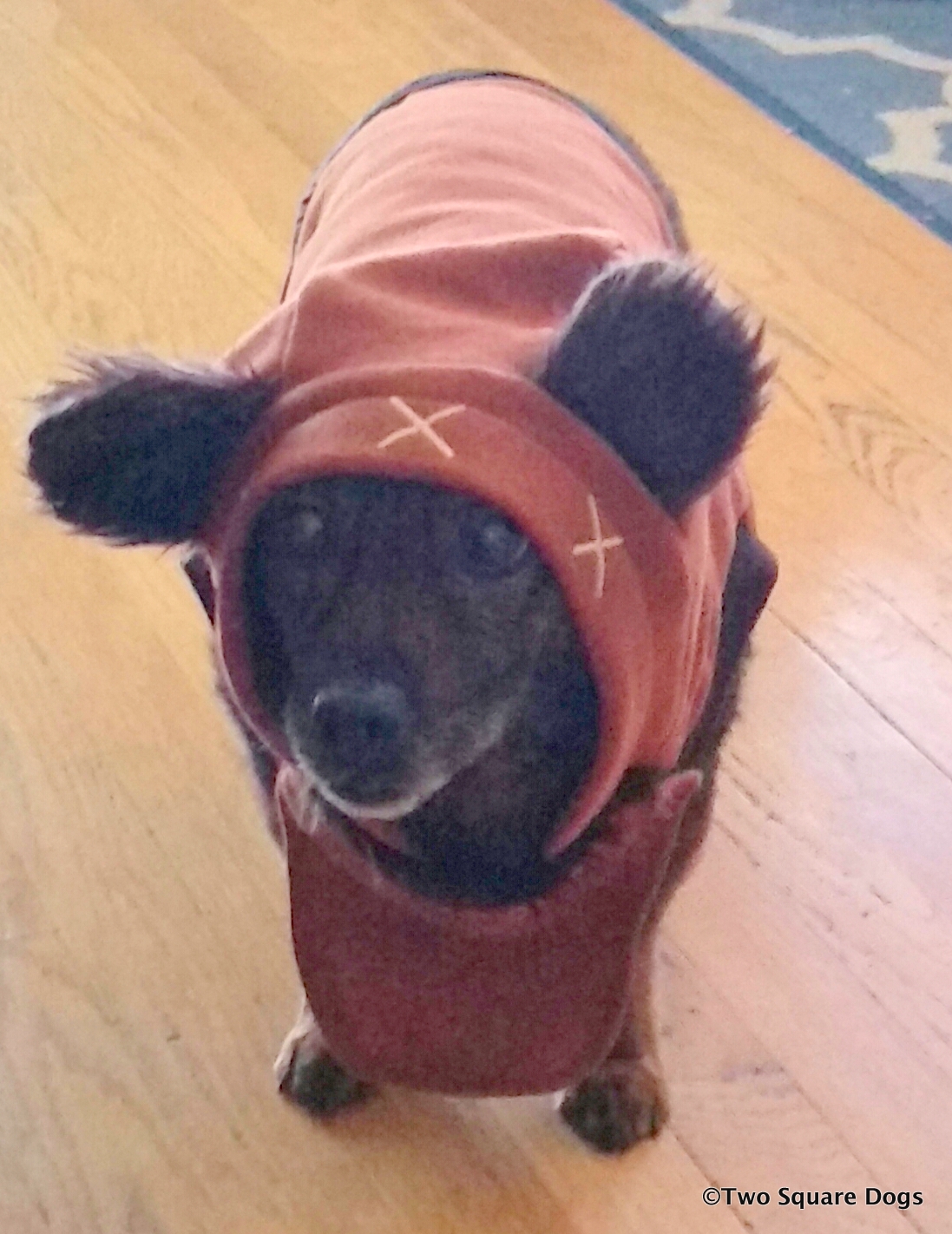 My Dogs Ears Are Always Cold My Dogs Ears Are Always Cold