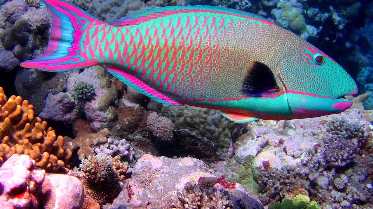 Blue Parrot Fish Facts - Fish Choices