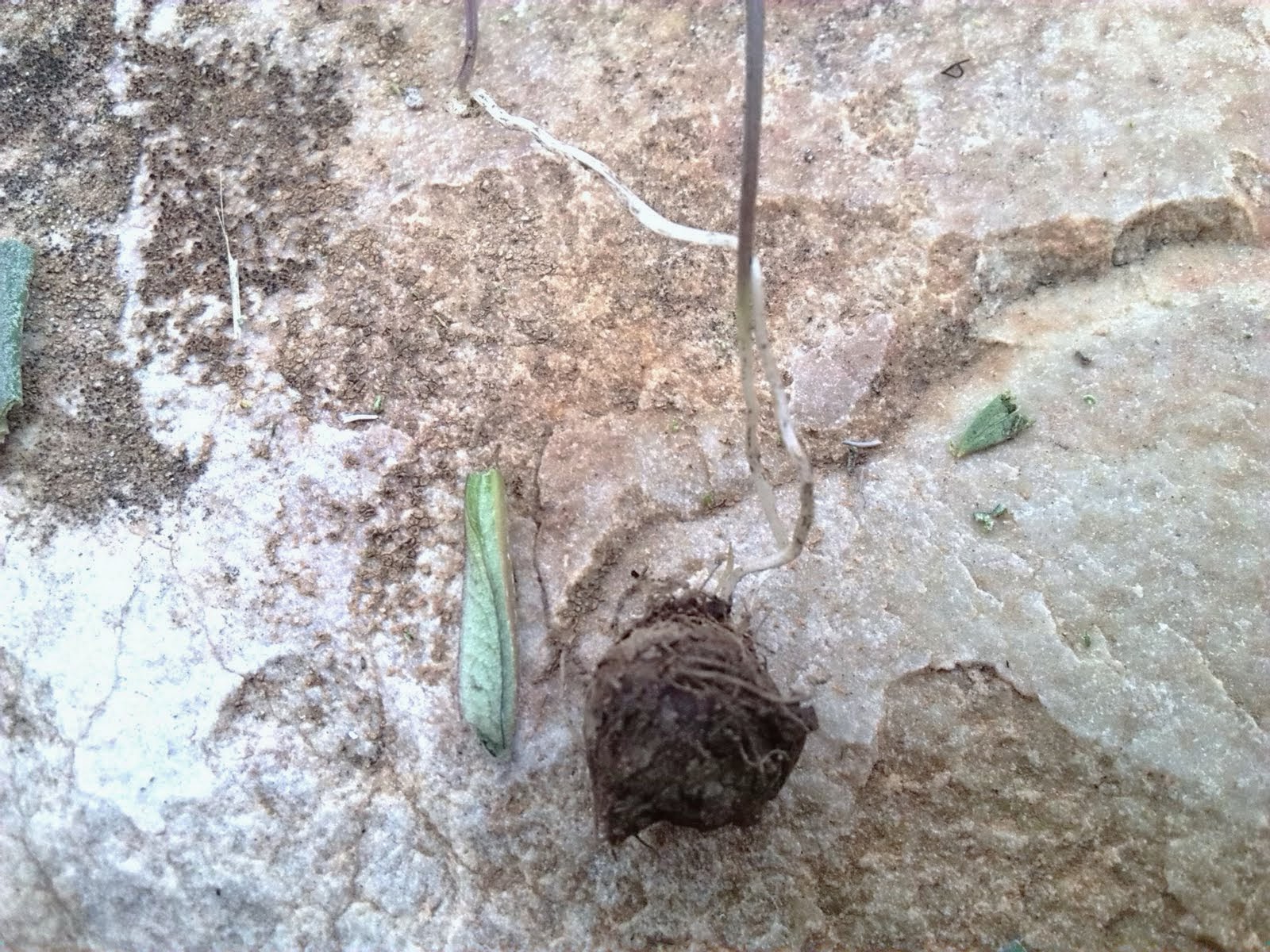 Arroba de los Montes: LAS MACUCAS, TUBERCULO COMESTIBLE EN ARROBA DE ...