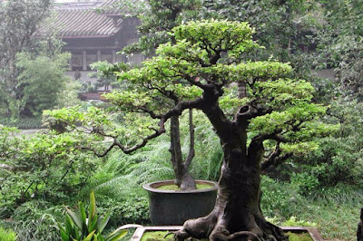 Jual Pohon Bonsai Serut Harga Murah