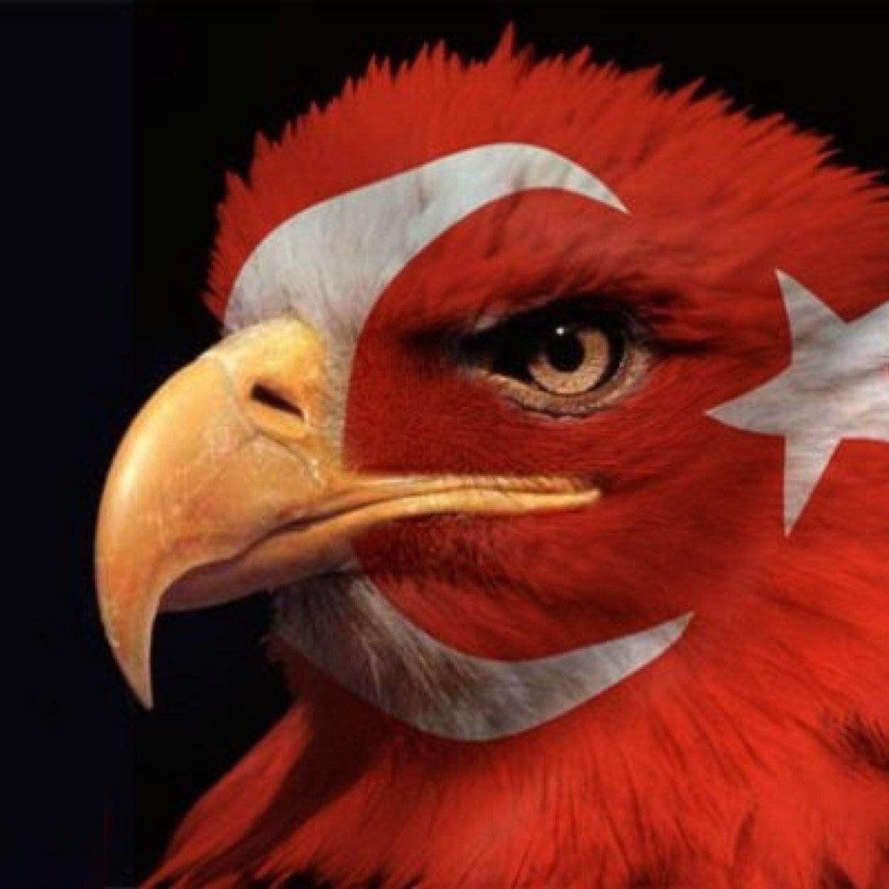 Kartal resimli turk bayraklari 12