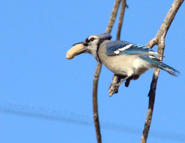 Birds Of The Texas Panhandle Blue Jay birds-of-the-texas-panhandle-blue-jay