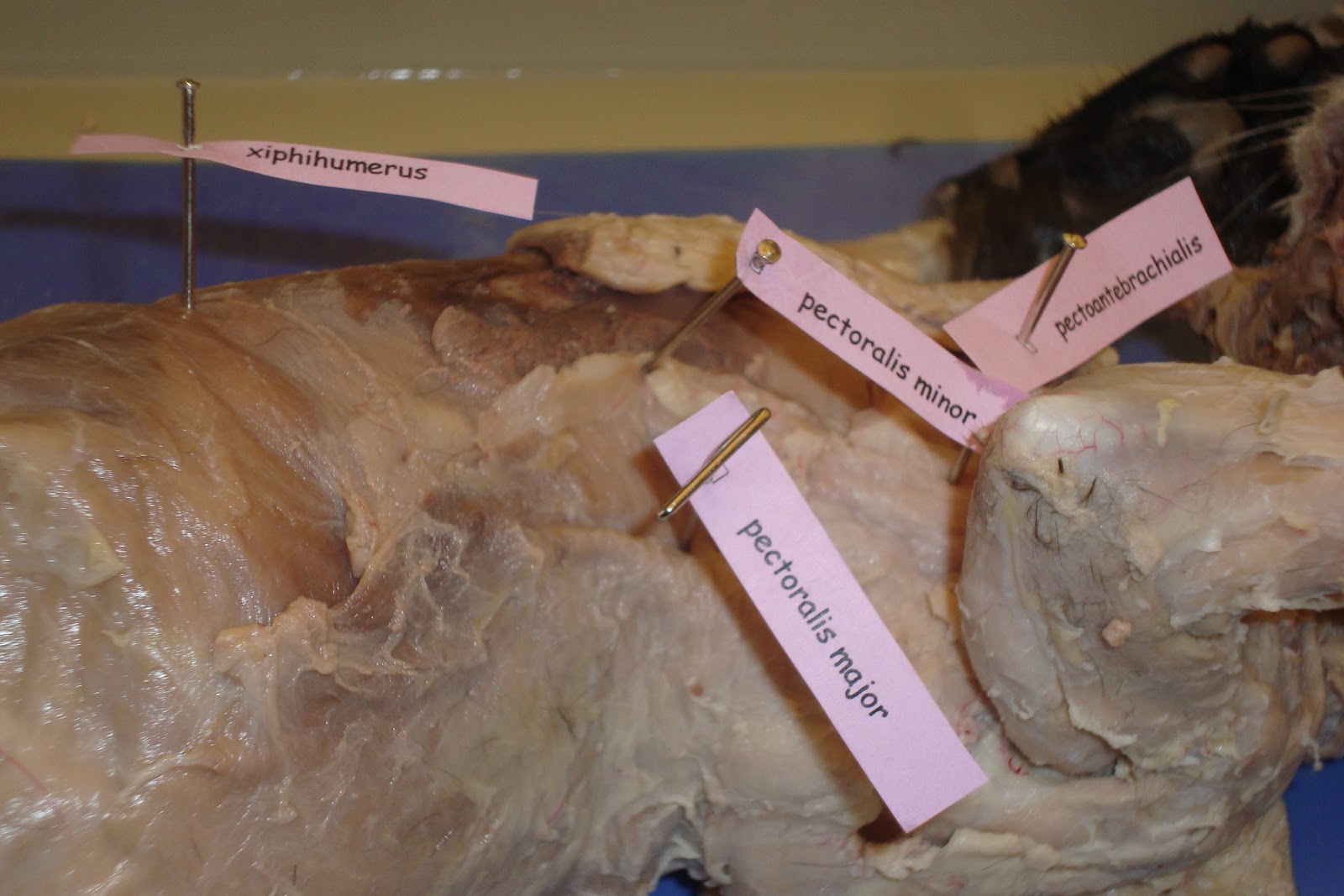 Cat Dissection: Human Anatomy: Cat Dissection: Thorax
